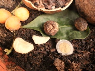 pierde peso sin dieta ni ejercicio